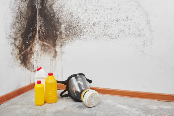Crawl Space Mold Removal in Trenton, MI