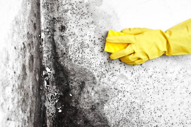 Best Mold Remediation  in Trenton, MI