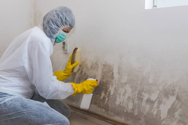 Mold Removal and Inspection in Trenton, MI