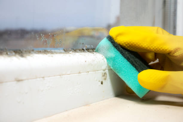 Best Mold Removal Company Near Me  in Trenton, MI