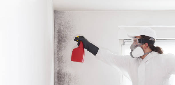 Certified Mold Removal in Trenton, MI