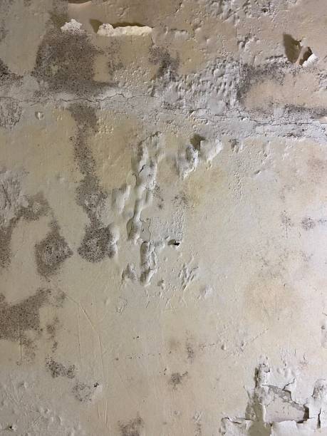 Best Mold Removal Near Me  in Trenton, MI