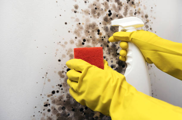 Professional Mold Removal in Trenton, MI