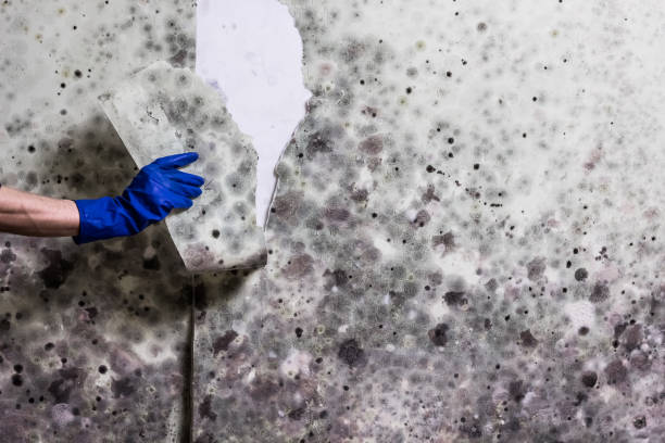 Best Mold Removal and Inspection  in Trenton, MI