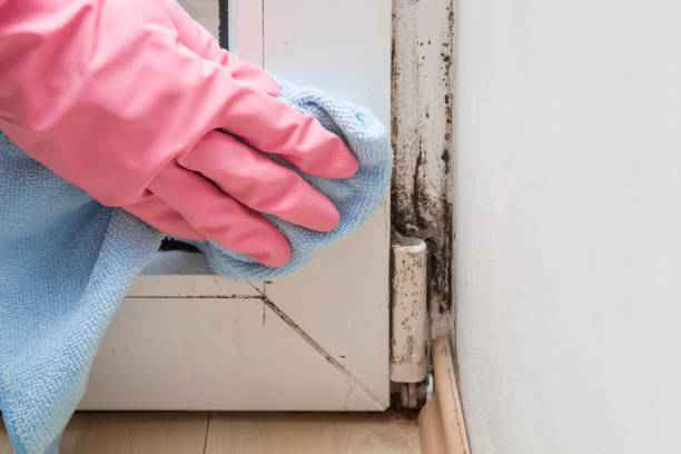 Best Affordable Mold Removal  in Trenton, MI