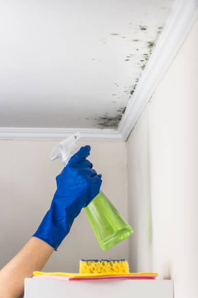 Best Affordable Mold Removal  in Trenton, MI